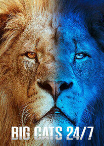 Big Cats 24/7 Big Cats 24/7