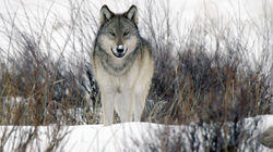 To Catch a Spy | Malta | The Wolves of Yellowstone To Catch a Spy | Malta | The Wolves of Yellowstone