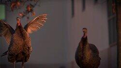 Turkey Gangs of New York Turkey Gangs of New York
