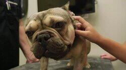 Pardon My Frenchie Pardon My Frenchie