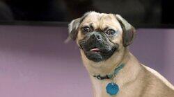 Struggling Pug Struggling Pug