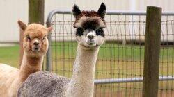 Alpaca-lypse Alpaca-lypse