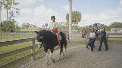 Horses That Heal Horses That Heal