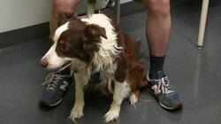Courageous Canines Courageous Canines