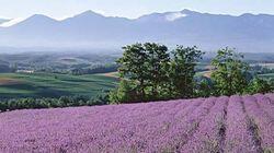 Summer: A Journey Across Hokkaido Summer: A Journey Across Hokkaido