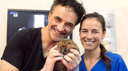 Molly, Fletcher & Harry the Hedgehog Molly, Fletcher & Harry the Hedgehog