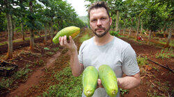 Papaya, Tuna, Growing Fish, Ice Cubes Papaya, Tuna, Growing Fish, Ice Cubes