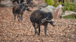 The Disappearance of the Warty Pig The Disappearance of the Warty Pig