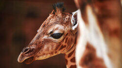 Make Way For Baby Giraffe Make Way For Baby Giraffe