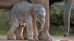 Baby Elephant Baby Elephant