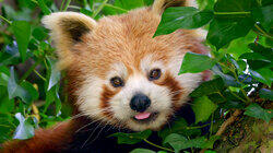 Do You Love Me Red Panda? Do You Love Me Red Panda?