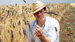 Poppy Seeds, Cooking Oil, Ancient Grain Bread Poppy Seeds, Cooking Oil, Ancient Grain Bread