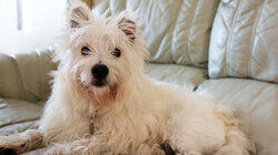 Rodney, Nell & Rollo Rodney, Nell & Rollo