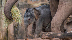Extraordinary Births Extraordinary Births