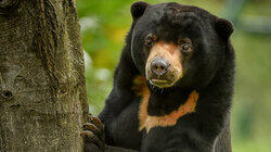 Heating Up a Sun Bear Romance Heating Up a Sun Bear Romance