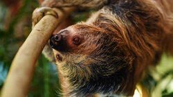Sloth Couples Therapy Sloth Couples Therapy