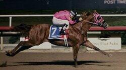 The Starting Gate
