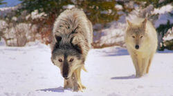 Call of the Wolf Call of the Wolf