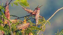 Kenya's Locust Hunters Kenya's Locust Hunters