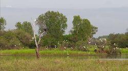 Kakadu Wetlands Kakadu Wetlands