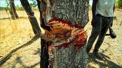 The Trees That Bleed