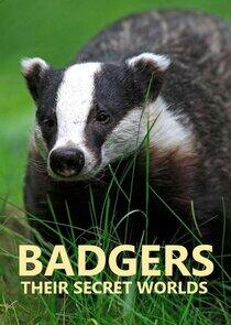 Badgers: Their Secret World