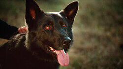 It Ain't Over Until There's a Top Dog It Ain't Over Until There's a Top Dog