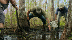 The Everglades Triangle The Everglades Triangle