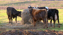 Cash Cows Cash Cows
