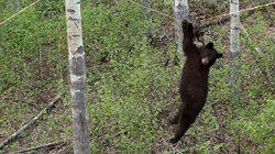 Bear On A Wire