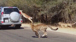 Cheetah Chase Cheetah Chase