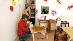 Odate: The Land of the Akita Inu Odate: The Land of the Akita Inu