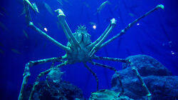 Suruga Bay: The Bounty of the Deep Suruga Bay: The Bounty of the Deep