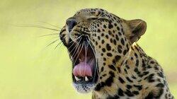 Leopards, Wild Boars, Pistol Shrimp Leopards, Wild Boars, Pistol Shrimp