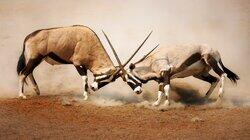 Warthogs, Hippos, Badgers Warthogs, Hippos, Badgers