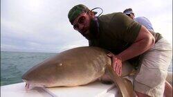 Shark-a-mania!