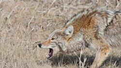 Coyotes, Crabs, Eagles Coyotes, Crabs, Eagles