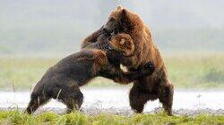 Grizzly Bears, Guanacos, Beetles Grizzly Bears, Guanacos, Beetles