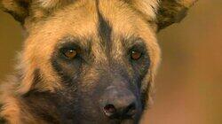 Deadly Under Dogs Deadly Under Dogs