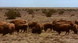 Revenge of the Herd Revenge of the Herd