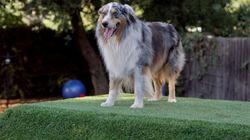 Dog Town, USA