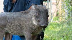 A Warthog Named Peaches A Warthog Named Peaches