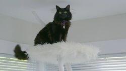 Tricked Out Cat Castle Tricked Out Cat Castle