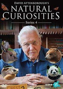 David Attenborough's Natural Curiosities - Season 4 David Attenborough's Natural Curiosities - Season 4