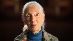 Jane Goodall Jane Goodall