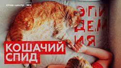 Кошачий СПИД Кошачий СПИД
