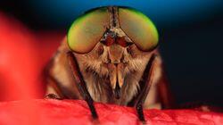 Insect Specials - Making Worlds Insect Specials - Making Worlds