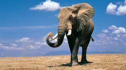 Size Matters: Why Elephants Can't Dance Size Matters: Why Elephants Can't Dance