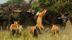 Serengeti Serengeti