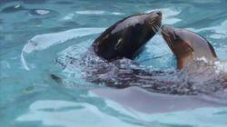 A Sea Lion Pup Grows Up A Sea Lion Pup Grows Up